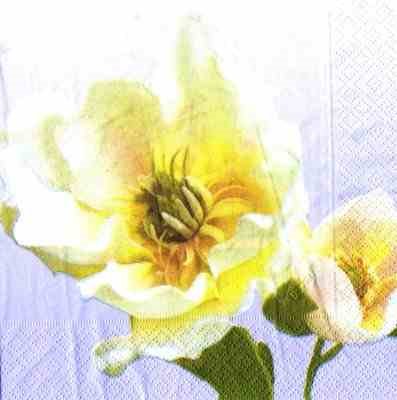 Weiße Rose - flieder